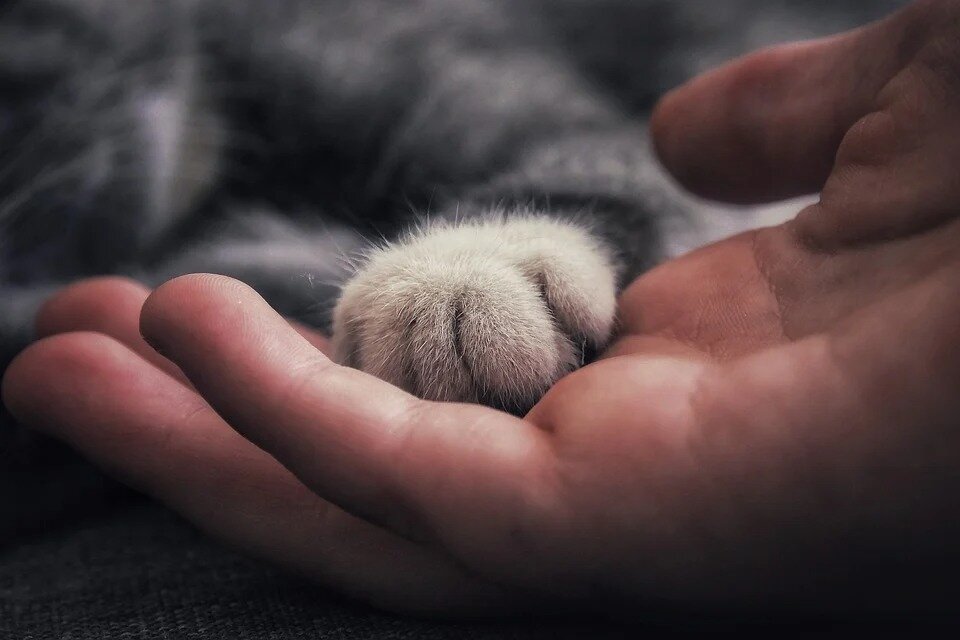 Фото: бесплатный источник pixabay.com