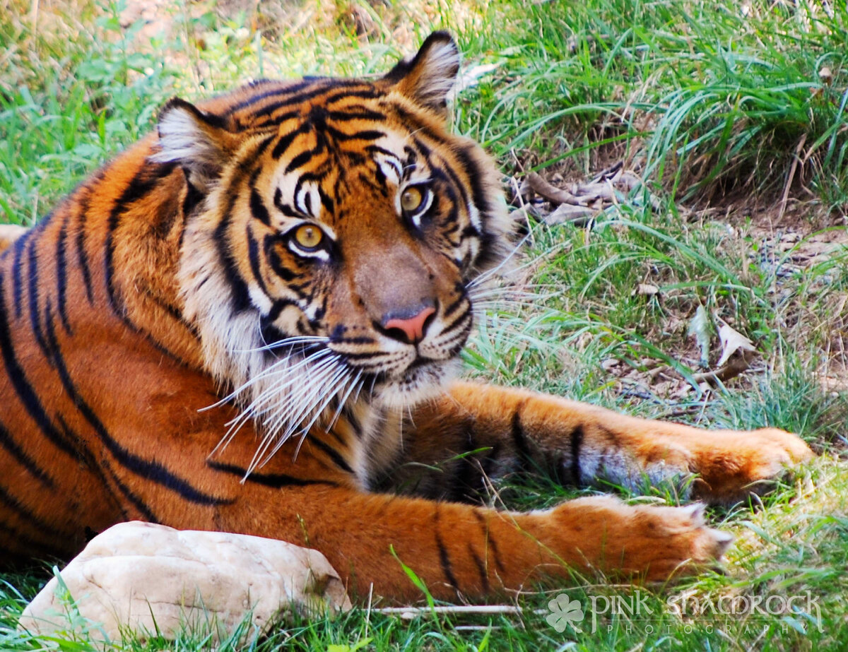 Фото с Сервиса Яндекс.Картинки