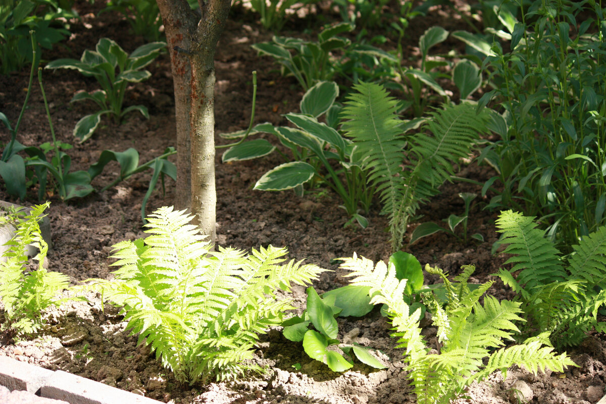 Кусок участка у родителей, куда солнце попадает совсем ненадолго. Сразу после посадки