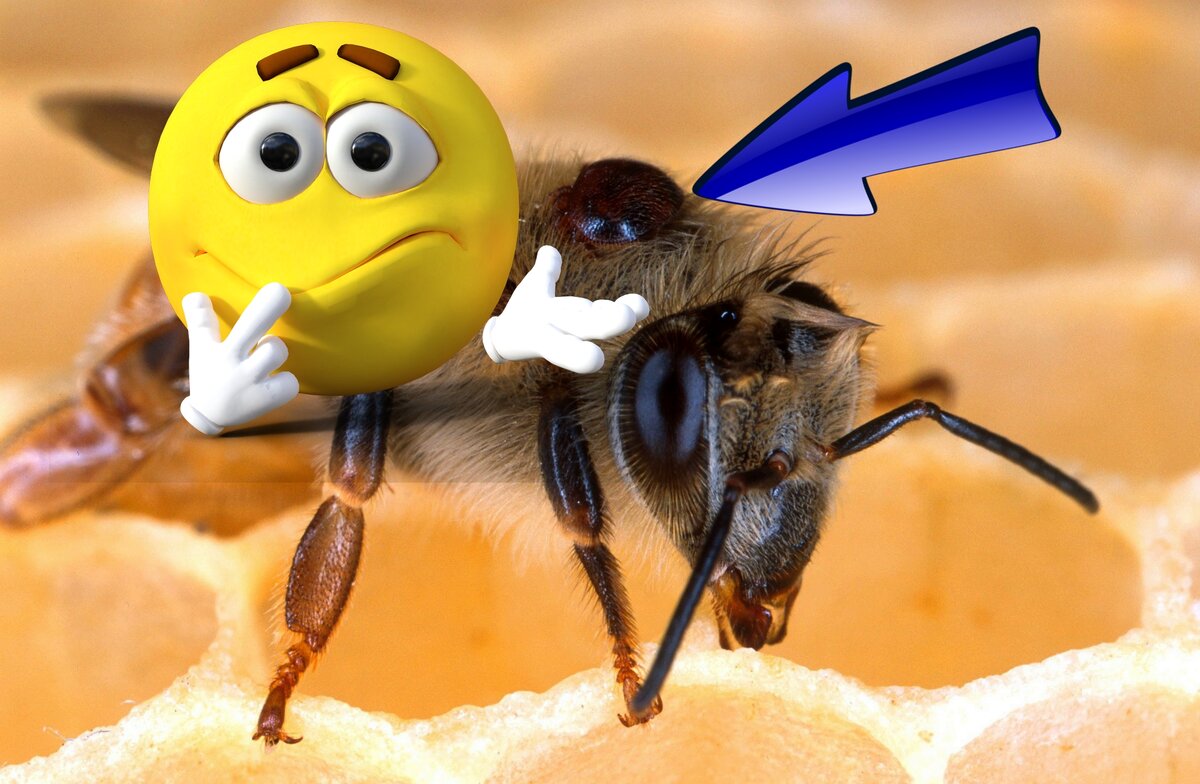 Клещ Варроа Деструктор 