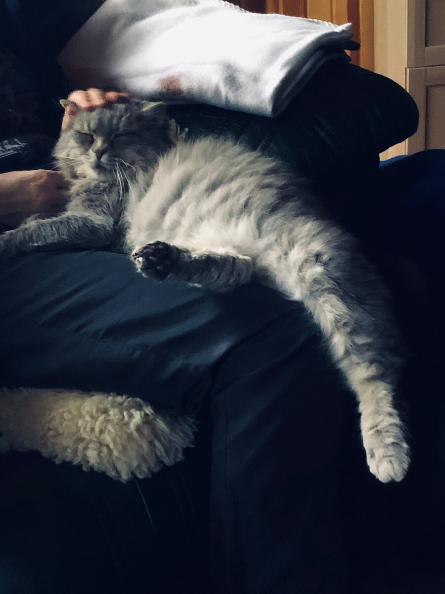 Одна из первых фотографий Фили у нас в доме ровно год назад. Везде фото автора. 