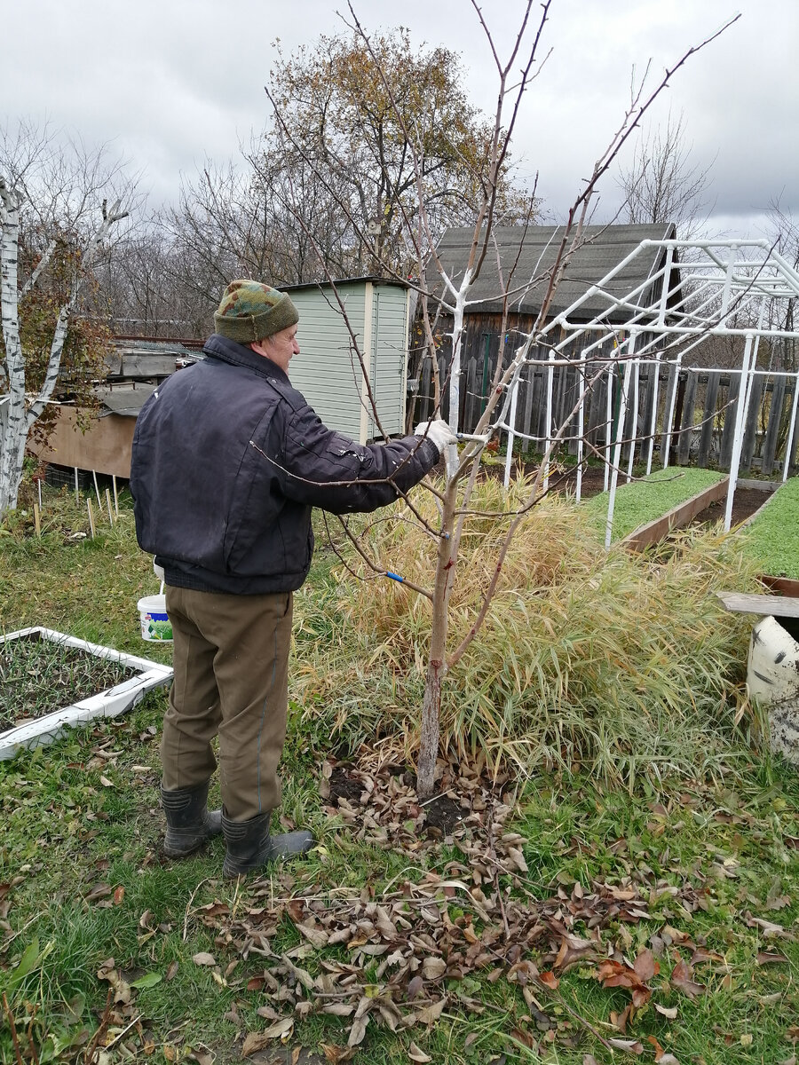 Мы на своей даче уже побелили деревья.       25.10.2021.