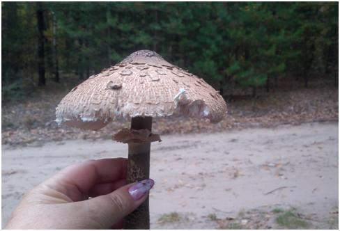 Ставьте лайки и подписывайтесь на мой канал