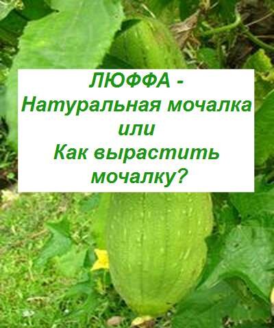 выращивание люффы