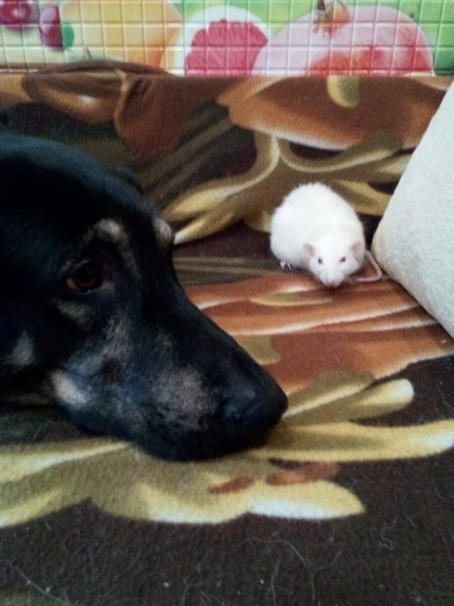 Ну не имею я морального права Фёклу здесь размещать)) поэтому снова Пашенька