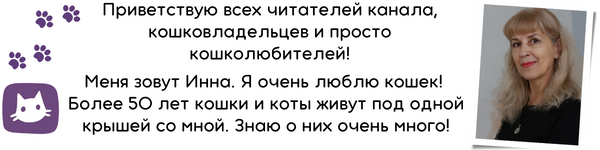 КАК КОШКИ ВИДЯТ В ТЕМНОТЕ?