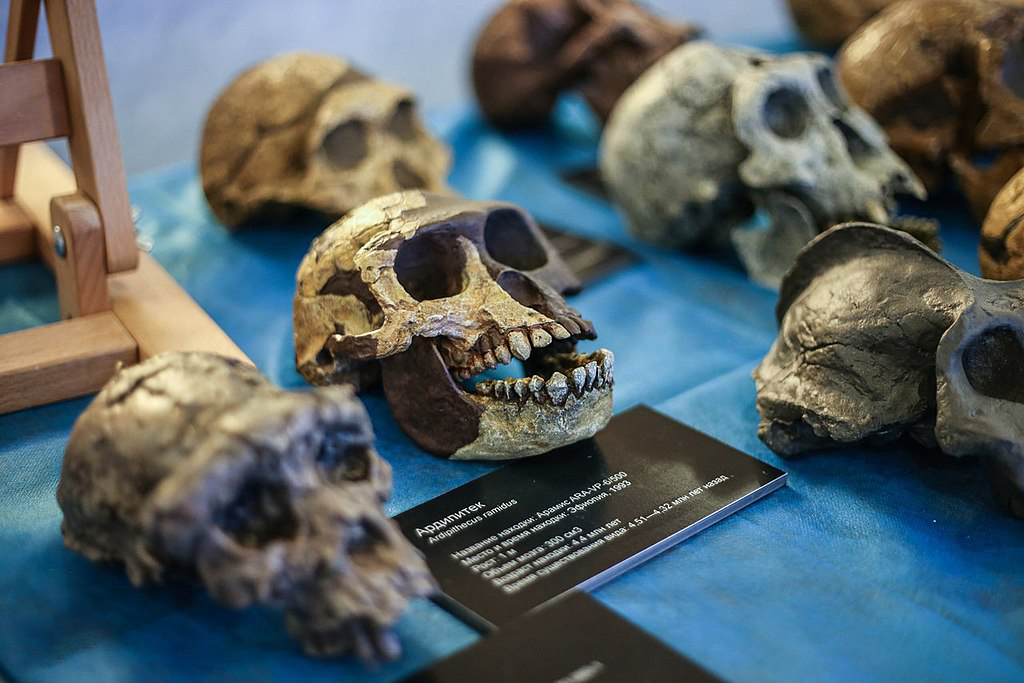 Череп ардипитека (Ardipithecus ramidus). Возраст находки 4,4 миллиона лет.
Ирина Ефремова / wikimedia commons / CC BY-SA 4.0
