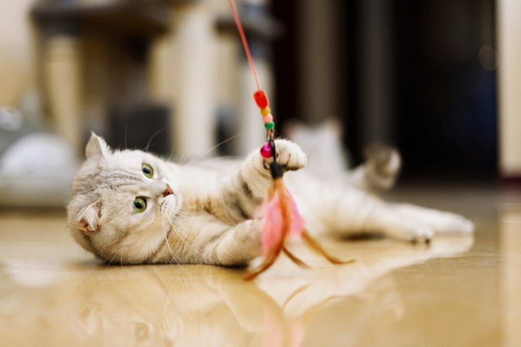 Фото из Интернета.