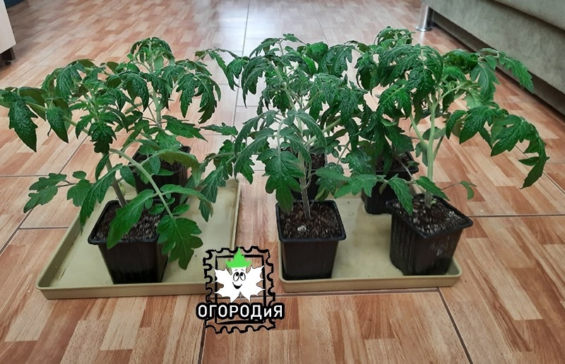 26 января, примерно 48 дней от всходов