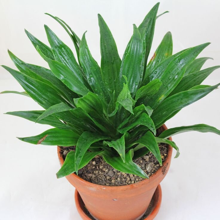 Dracaena fragrans " Compacta " 