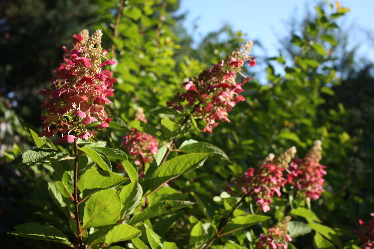 Гортензия в саду у родителей