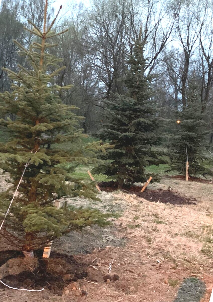 "Молодая поросль"