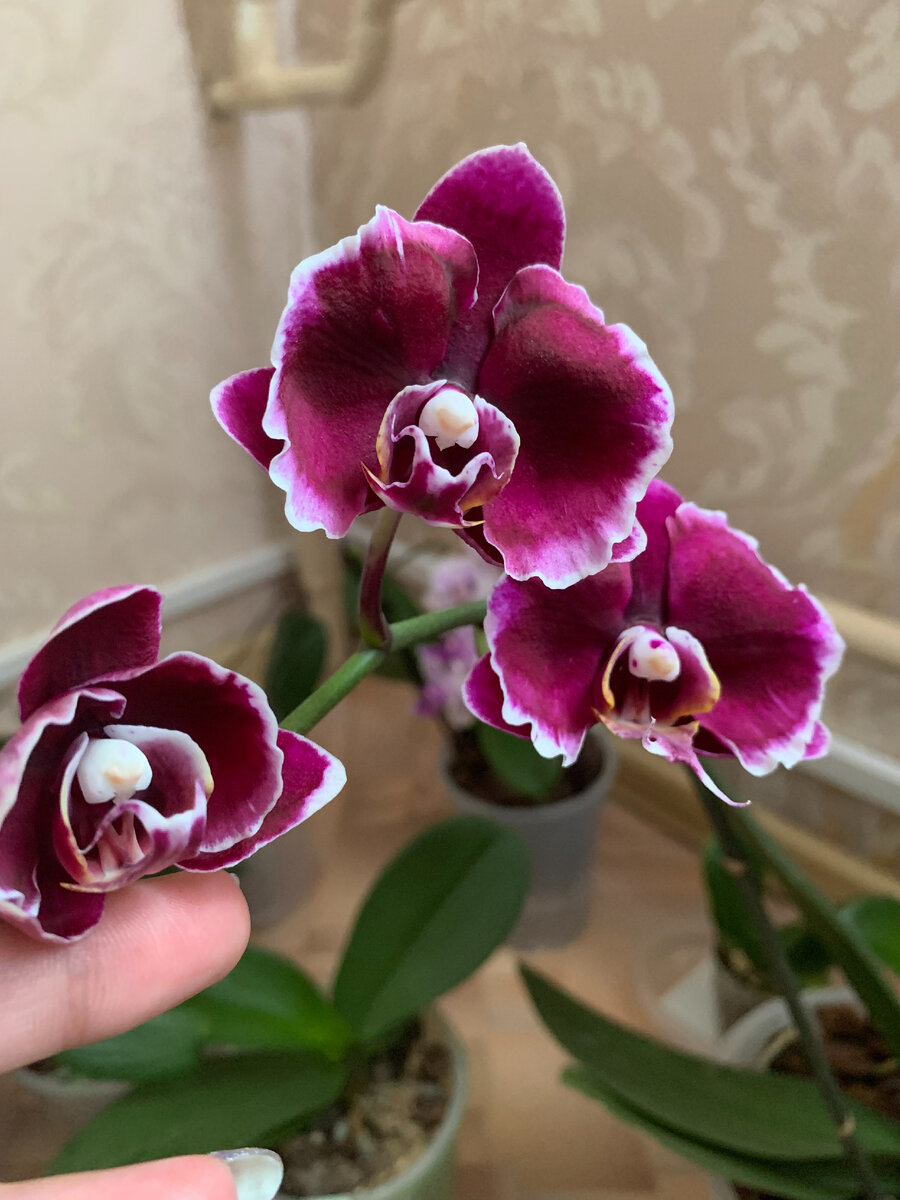 Орхидея фаленопсис Каменная роза 