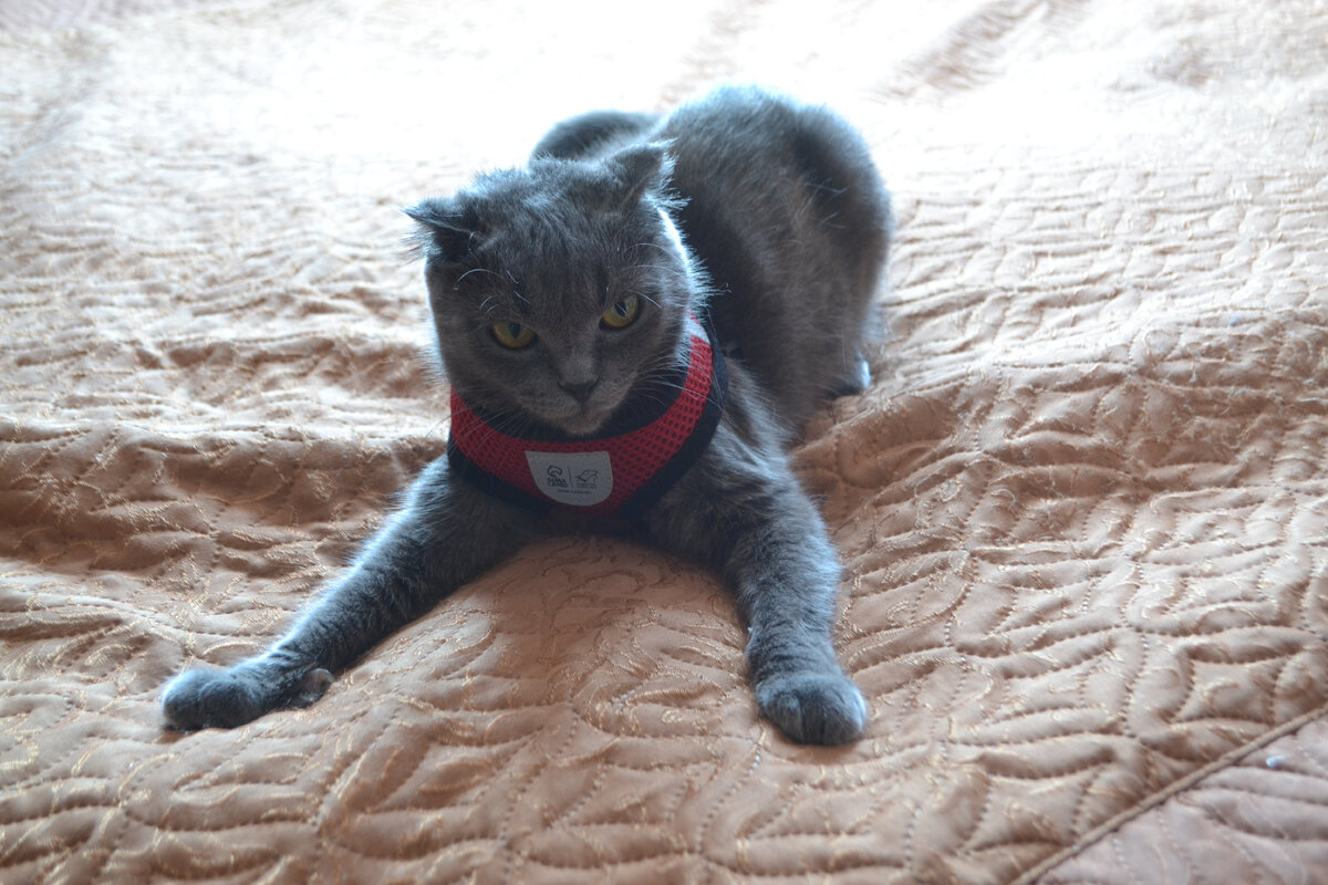 Кошка в ужасе и сердится, что на нее опять что-то надели.