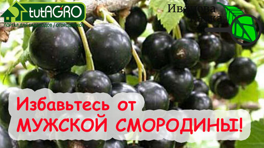 РАСПОЗНАТЬ и ОБЕЗВРЕДИТЬ МУЖСКУЮ СМОРОДИНУ! Урожай не нравится? Посмотрите на БОЛЕЗНИ СМОРОДИНЫ. Обязательно обратите внимание на симптомы