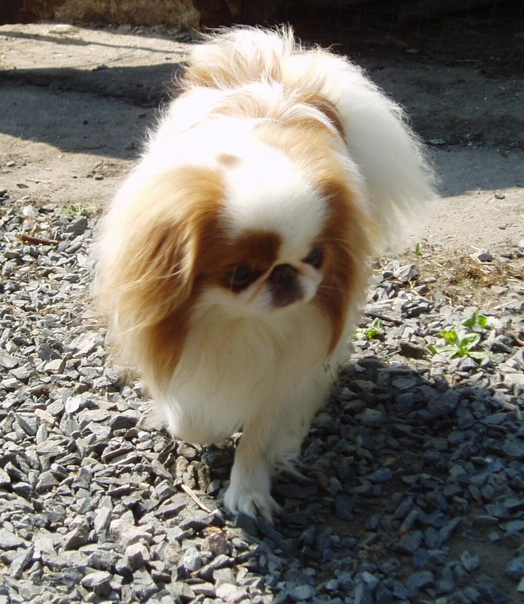 Solitary Star Gedan no Camae (Данечка)