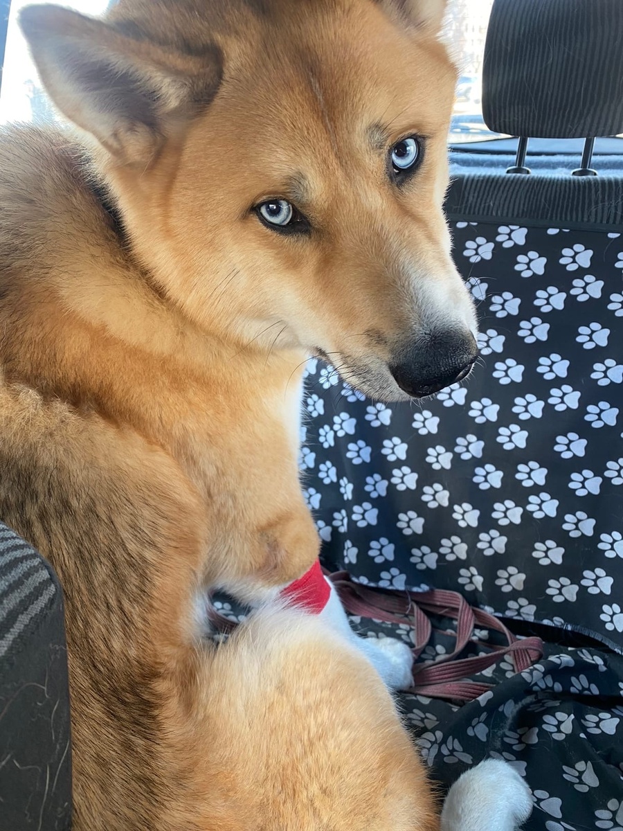 Вся печаль в глазах