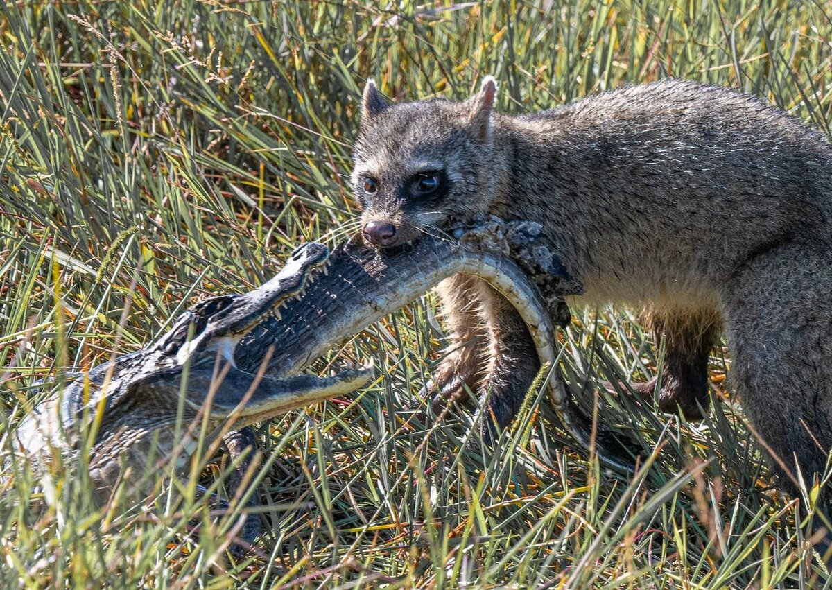 Война кланов рептилоидов и енотов. Фото в цвете. 