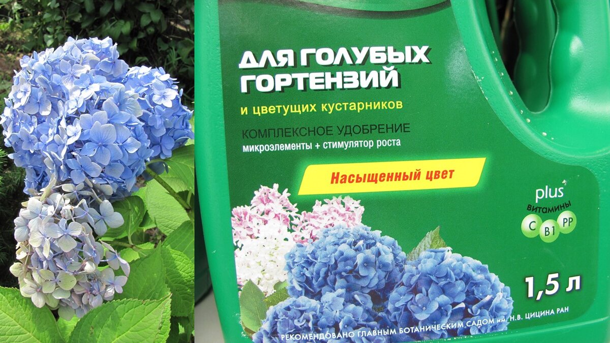 ПОЧЕМУ НЕ ЦВЕТЁТ ГОЛУБАЯ ГОРТЕНЗИЯ? | Садовый Клуб Наталии Петренко | Дзен