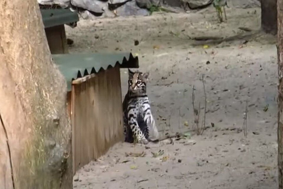     В Новосибирском зоопарке снова пополнение. Фото: Кадр из видео\Анна Новикова