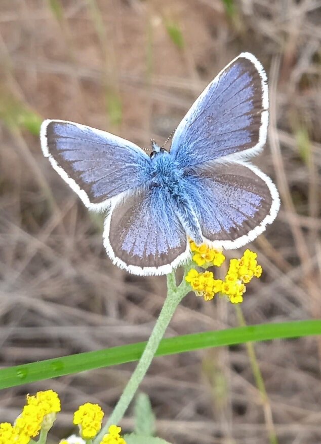 Вот такую красавицу я встретил на даче у друзей. Фото автора.