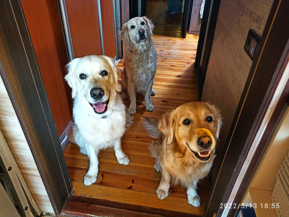 Петруша, Куба и Ляля в ожидании кормёжки