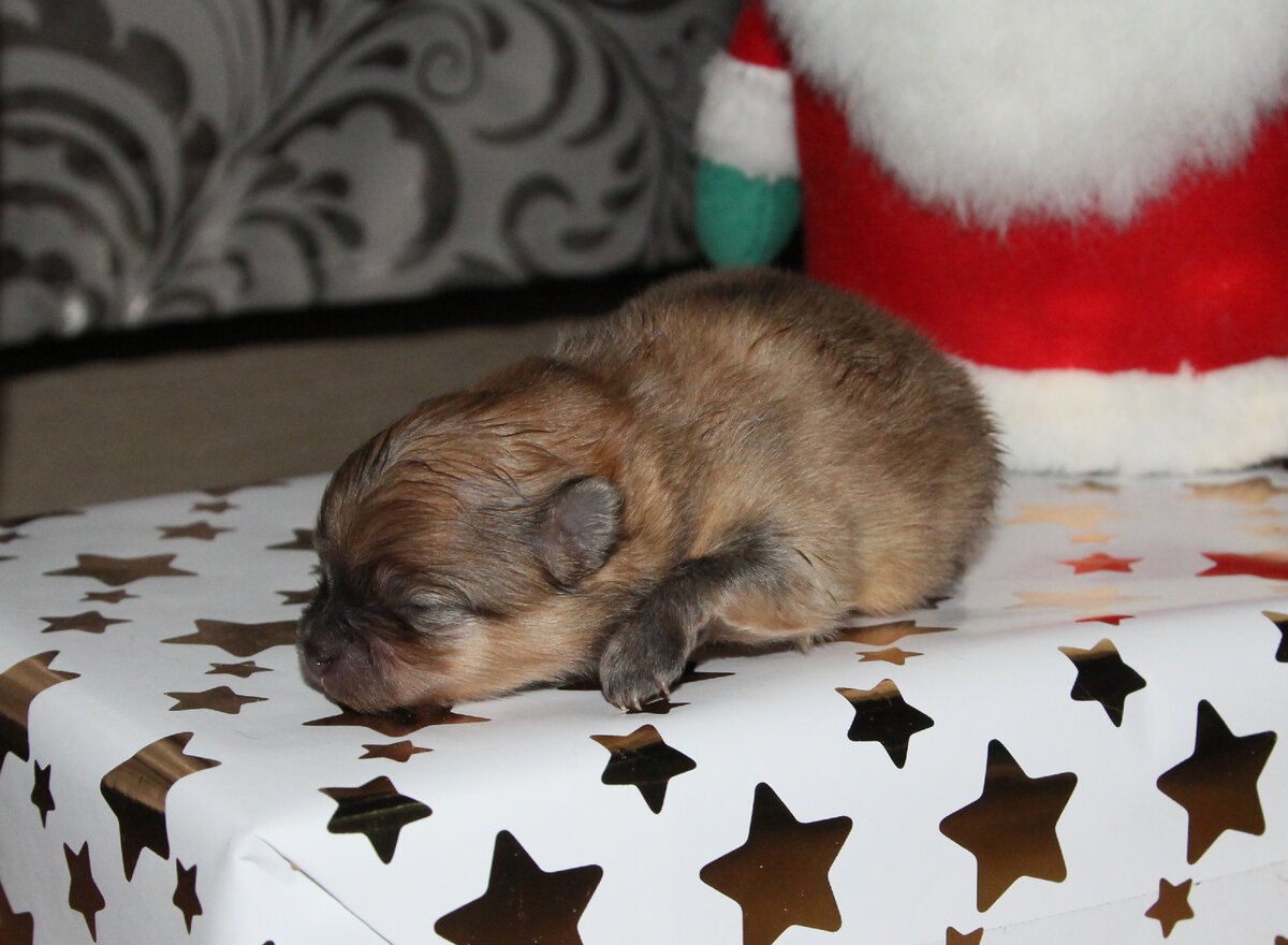 Баллу 2 дня.