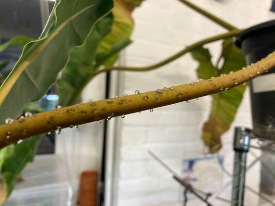 Вот такие вот капельки на черешках, стволе и обратной стороне листа - это ЭФН. Фото: pinterest.com