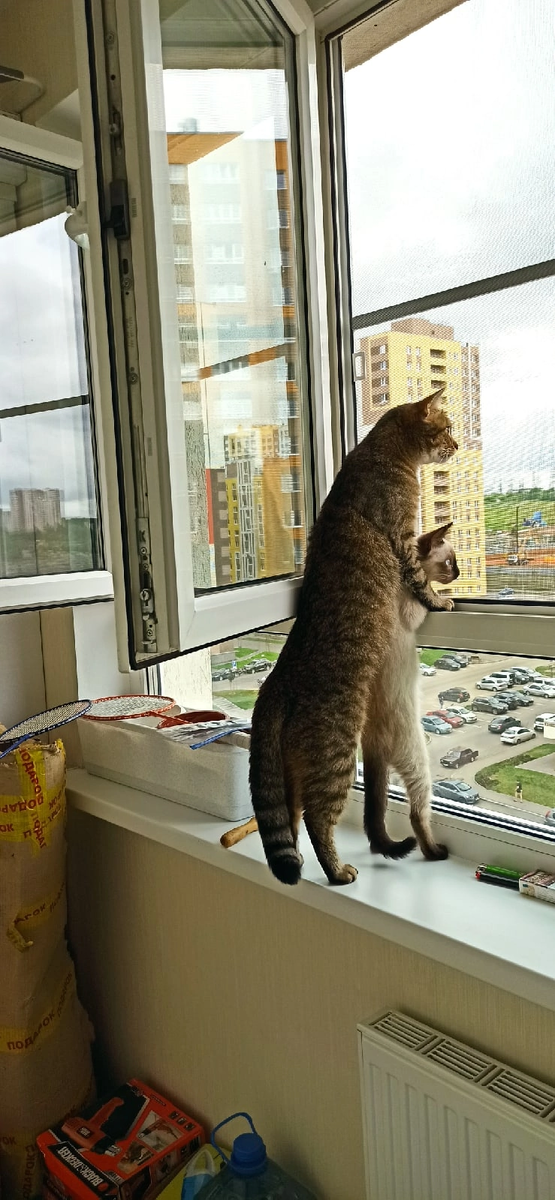 Мамка за кормом ушла. Ждут 