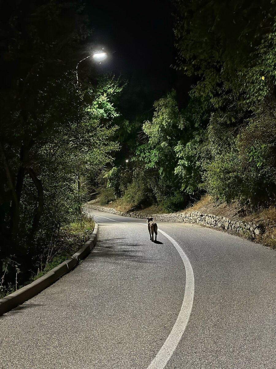 Собача на прогулке. Днём около Верхнего рынка кормится, вечером - вокруг Машука. Прям, как я! 😀