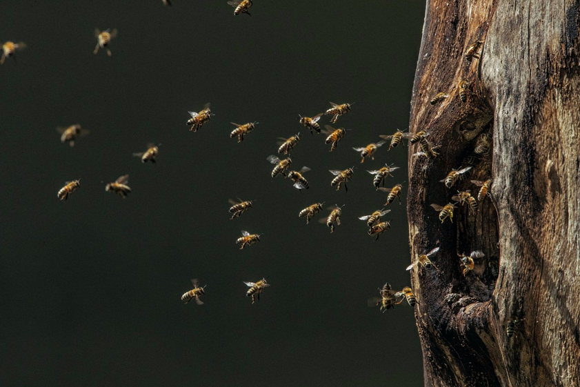 Пчелы прилетают в гнездо, расположенное в дупле дерева. Когда-то это дупло выдолбил черный дятел. Фото: Инго Арндт