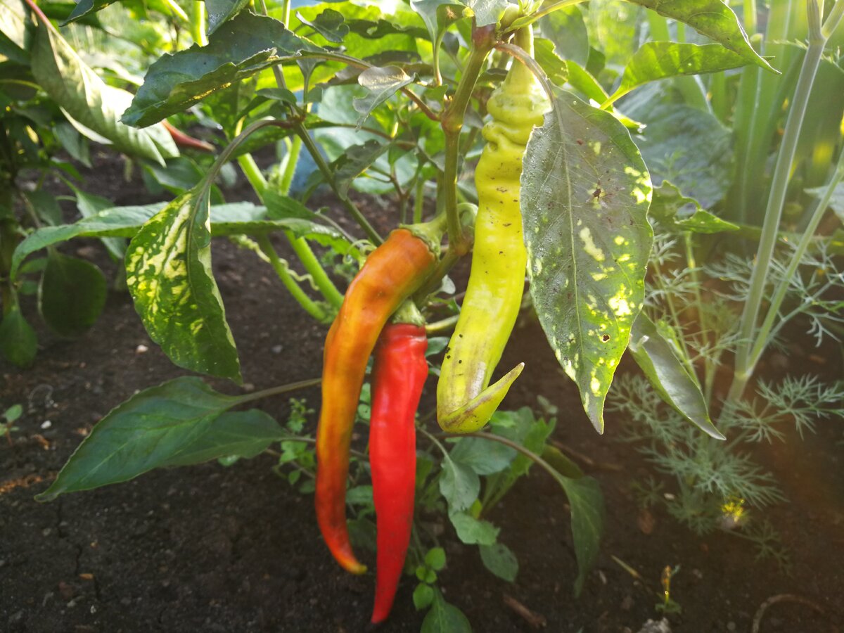 Острый перчик