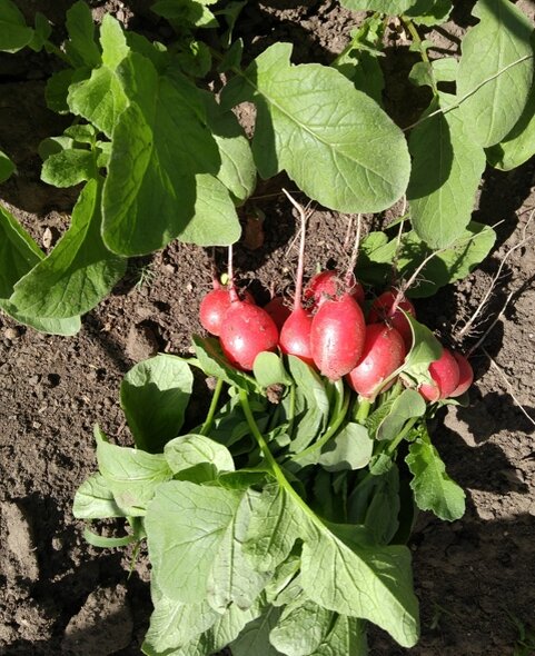 Ботва редиса. Редиска на грядке. Почему редис уходит в ботву. Почему редис уходит в ботву. Корень редиса.