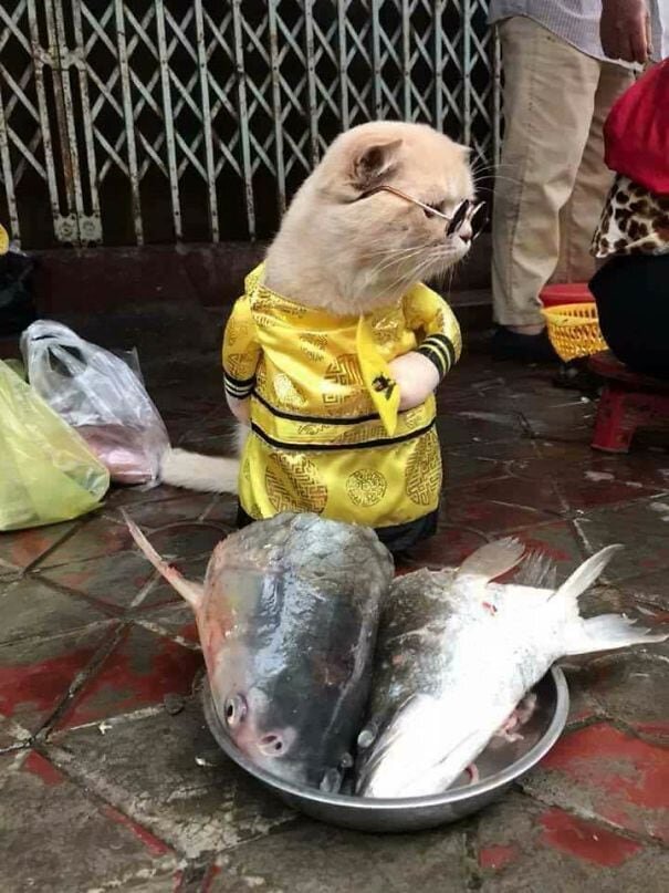 Купи рыбку!