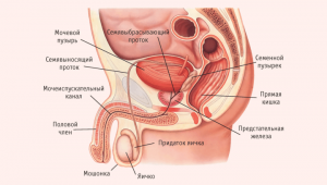 Ретроградная эякуляция