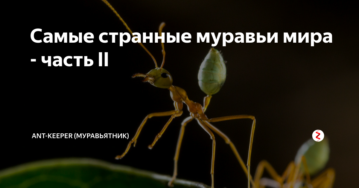 Самые странные муравьи мира - часть II | Ant-Keeper (Муравьятник) | Дзен