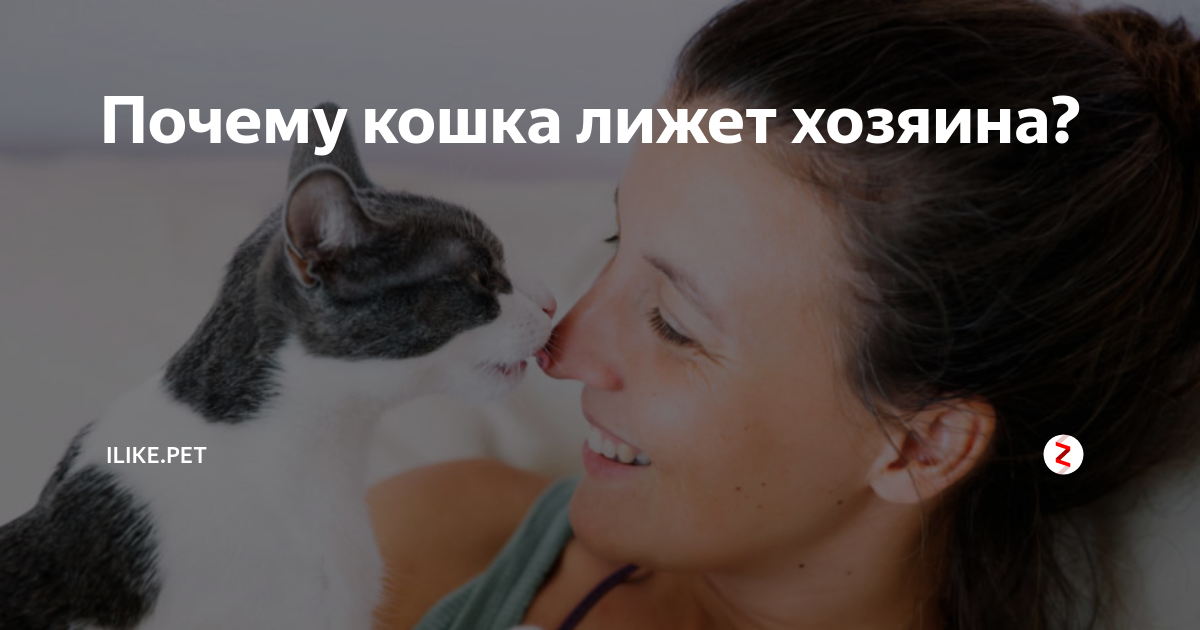 Кот облизывает что значит. Почему кошки лижут хозяина. Кошка облизывает меня почему. Приметы если кот лижет. Зачем кот меня облизнул.