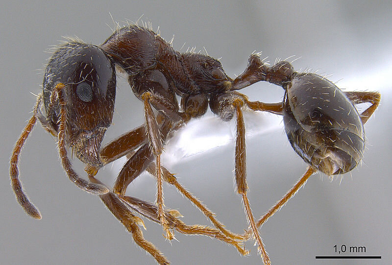 Автор Elham Kashani [CC BY-SA 3.0 (https://creativecommons.org/licenses/by-sa/3.0)], через Викисклад