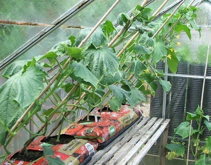 Лучшие парники для огурцов (с фото) - обзор и советы от специалистов