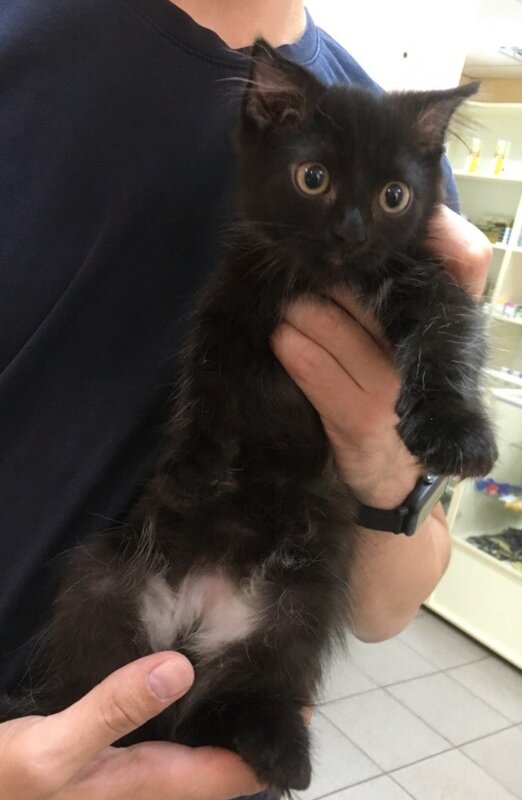 Пушистый мальчик.