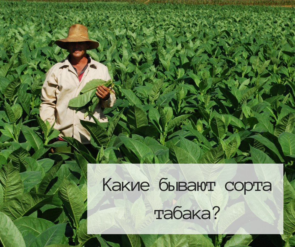 Описание сортов табака Описание сортов табака