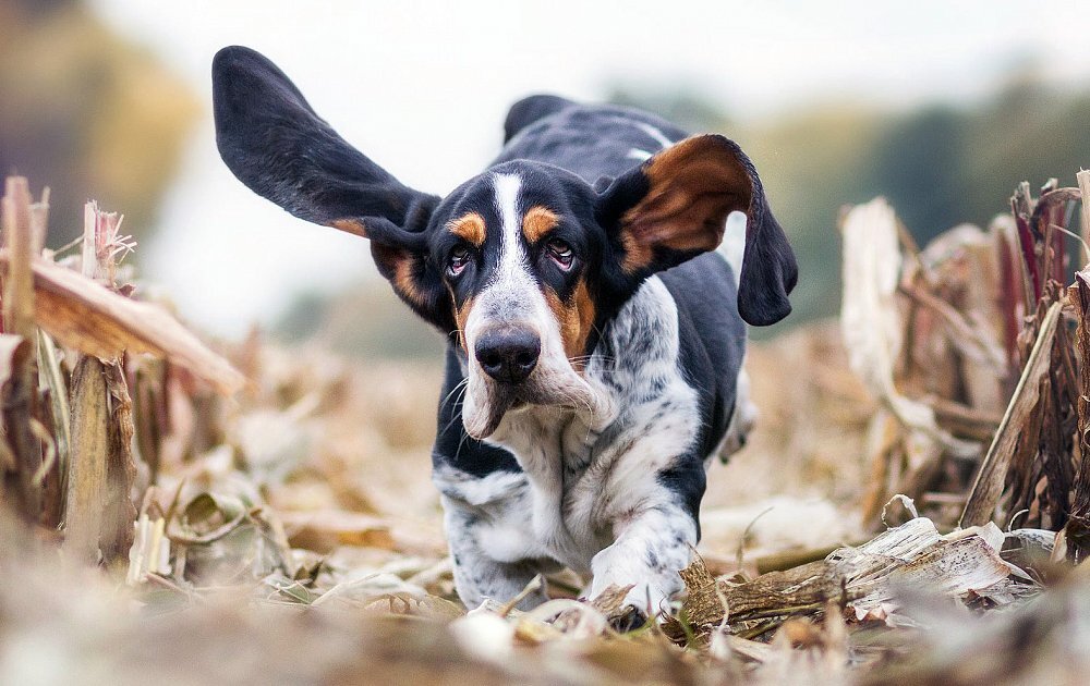 Бассет-хаунды очаровательны и являются абсолютными рекордистами по длине собачьих ушей. Бассета изначально выводили для охоты на кроликов.