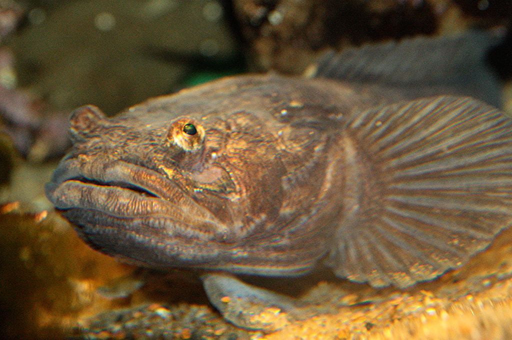 Рыба-мичман (Porichthys notatus)