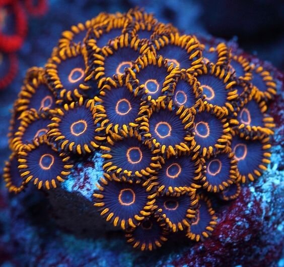 Purple hornet зоантус