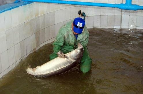  Сотрудник Атырауского рыбоводного завода осматривает рыбу. Фото с сайта Mgorod.kz