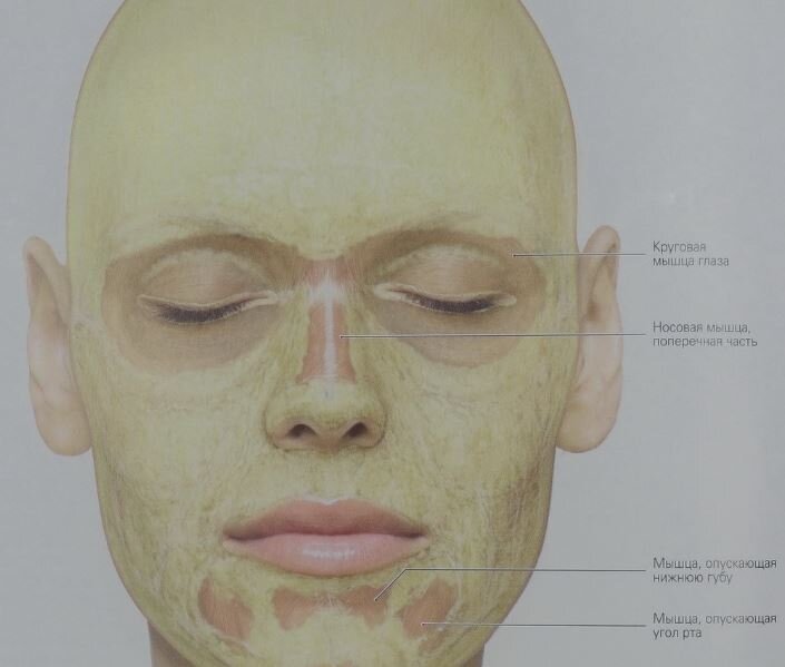 Вот так подкожная жировая клетчатка распределена на нашем лице (желтым). У круговой мышцы глаза слой соединительной ткани почти не содержит жира