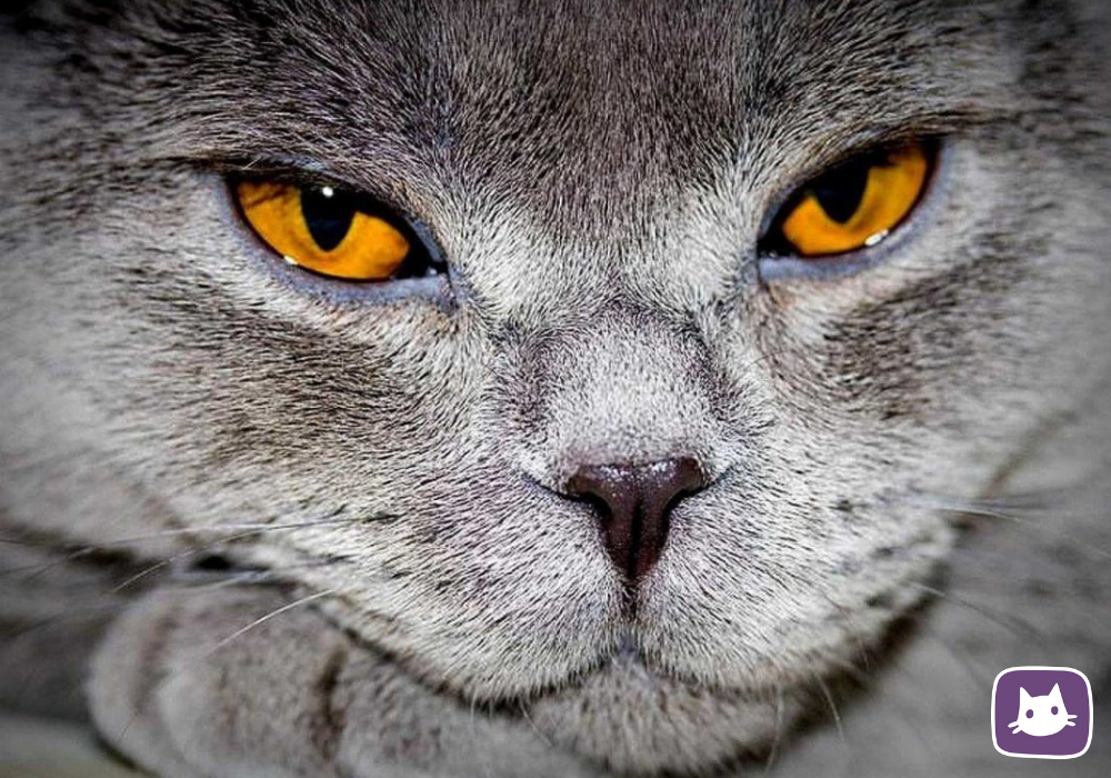 Нет необходимости паниковать, если у кошки слезятся глаза. Но внимательный и любящий владелец должен понимать возможные причины, чтобы предупредить заболевание своего любимого пушистого питомцы.-2