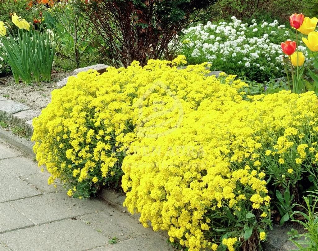 Источник: webdiana.ru