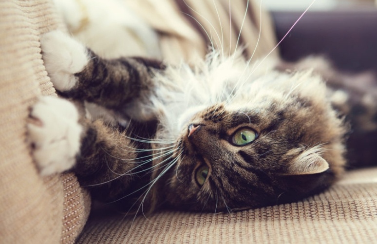 фото от Shutterstock