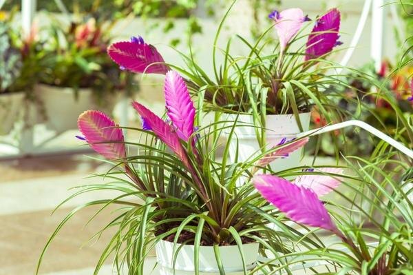 
 Яркая экзотическая тилландсия, фото с сайта villaved.ru
 